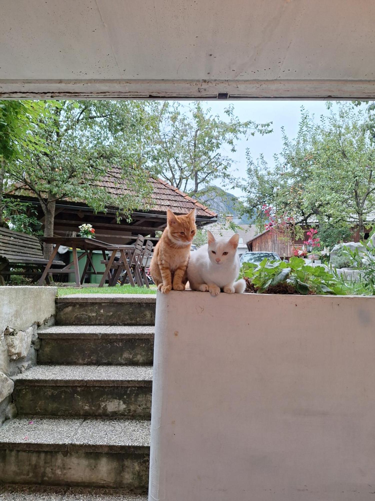 Apartmaji Marinka Hodnik Bohinji-tó Kültér fotó
